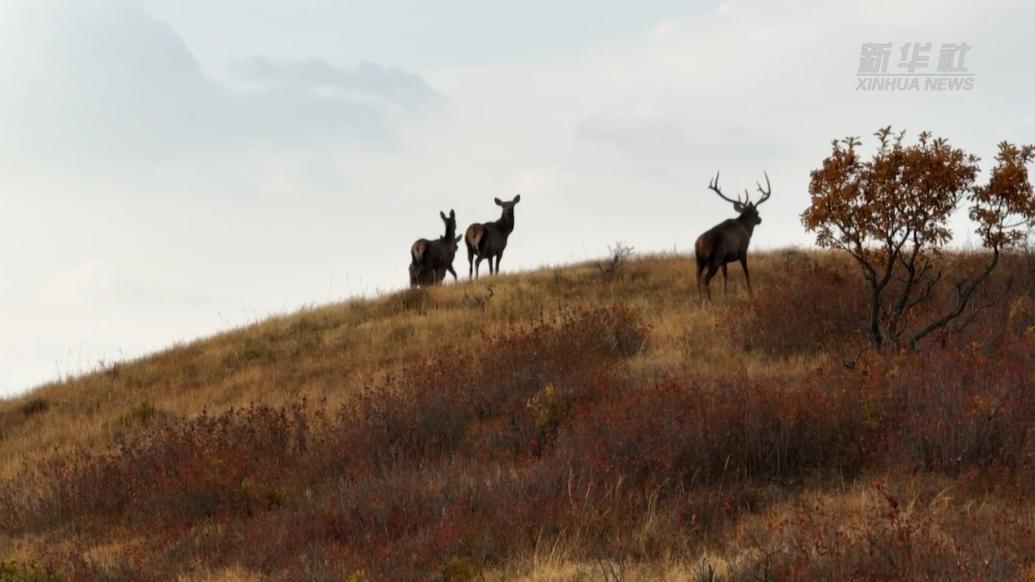 生态向好,成群野生马鹿现身内蒙古赤峰市