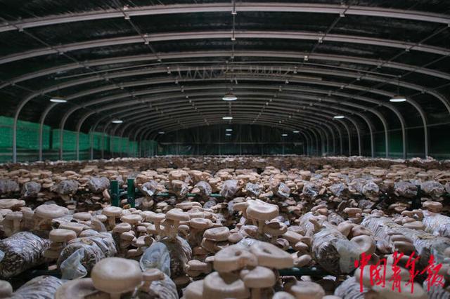 古田县"光伏 菇棚":产量翻番,农户信心足