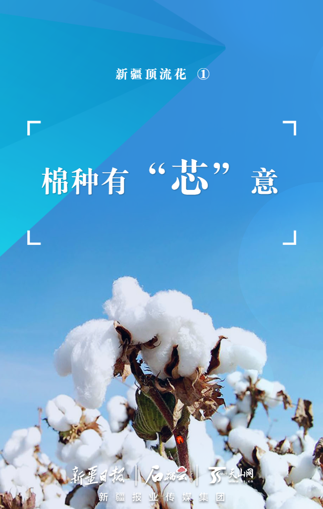 新疆顶流花①丨棉种有"芯"意|棉花_新浪财经_新浪网
