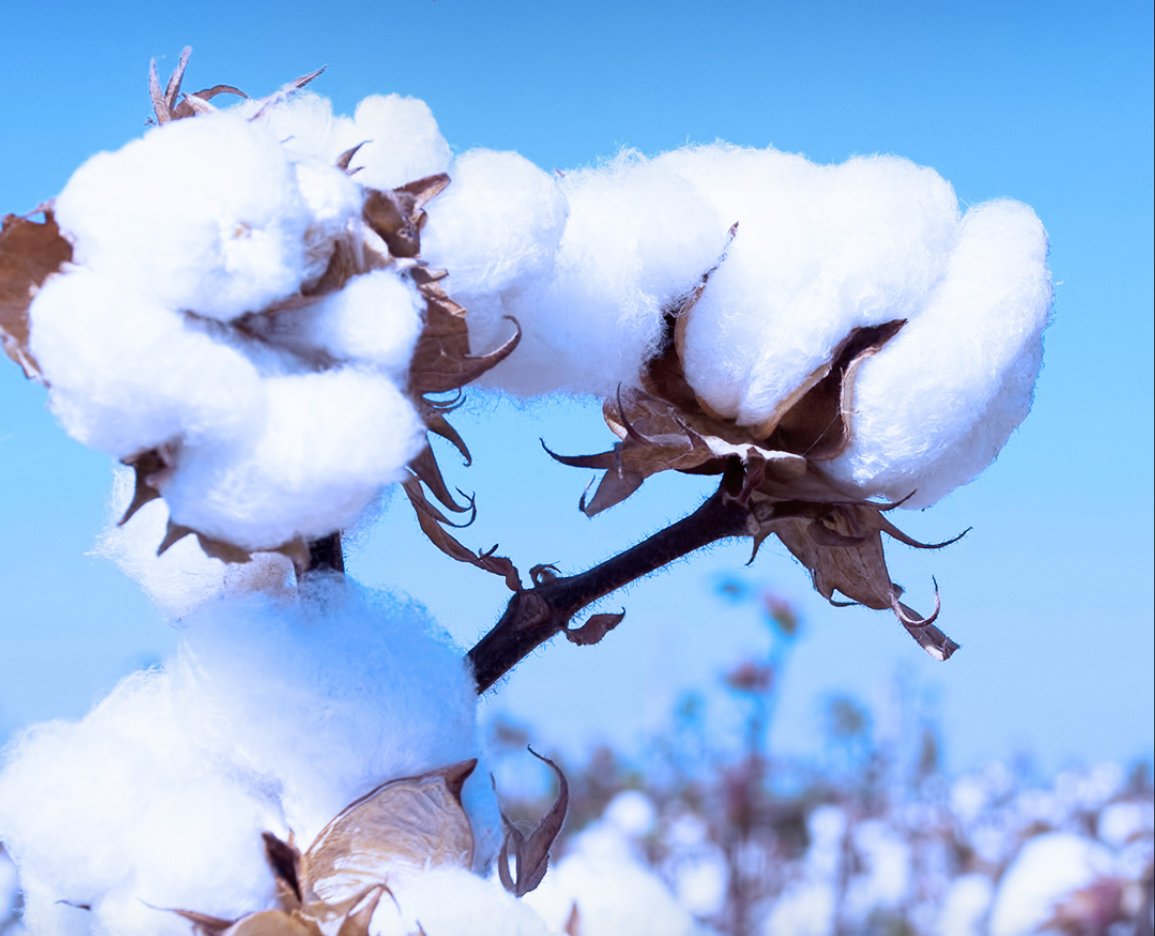 新疆顶流花①丨棉种有"芯"意