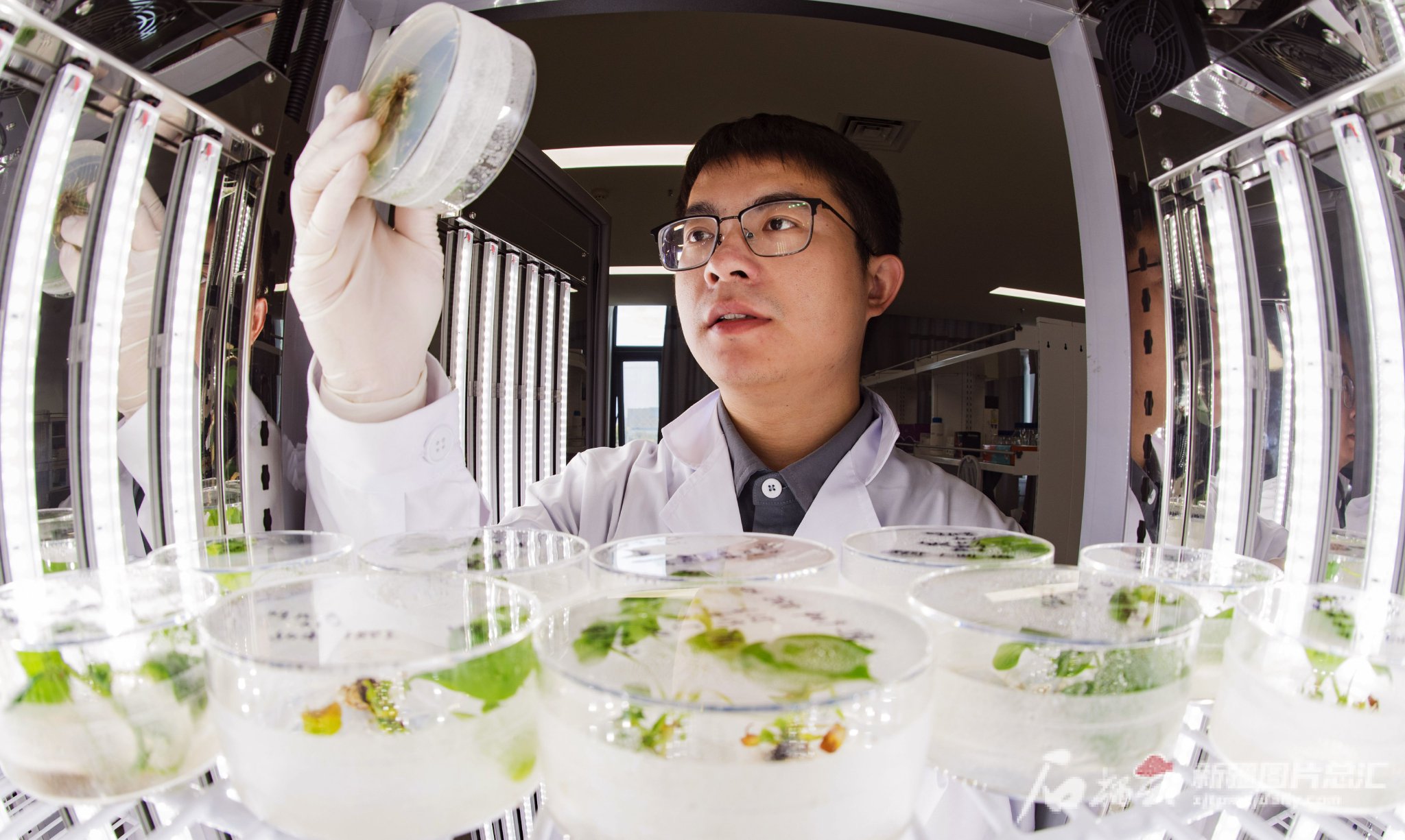 研究人员观察基因编辑棉花品种植株长势.何龙摄