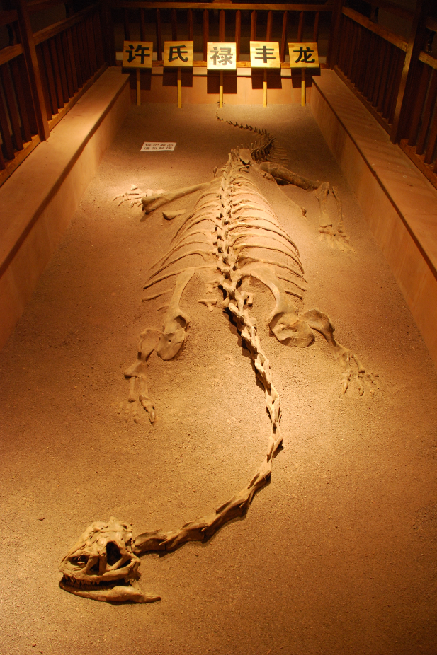 中国最早发掘的恐龙化石——许氏禄丰龙化石 李建华 摄