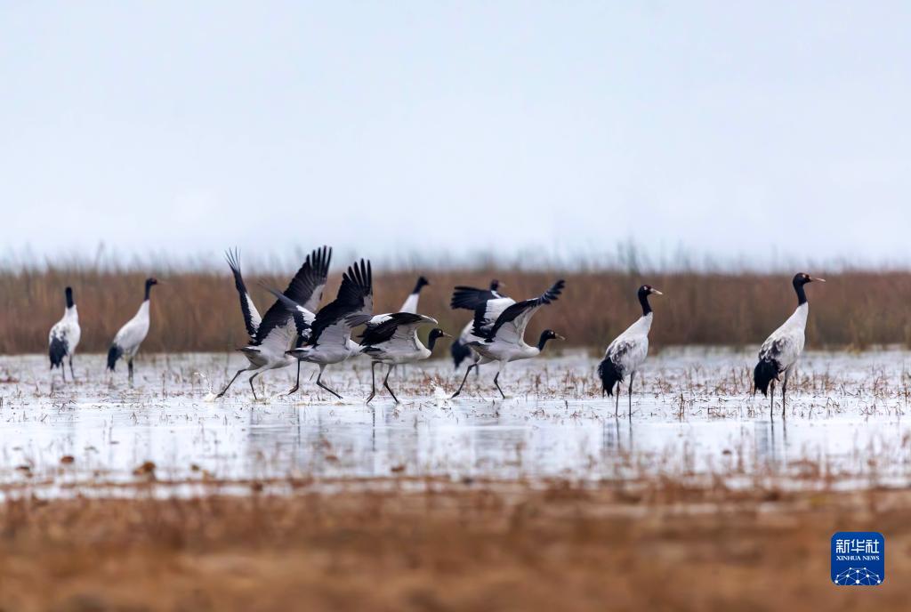 千余只黑颈鹤飞抵草海越冬---入冬以来,贵州省威宁彝族回族苗族自治县