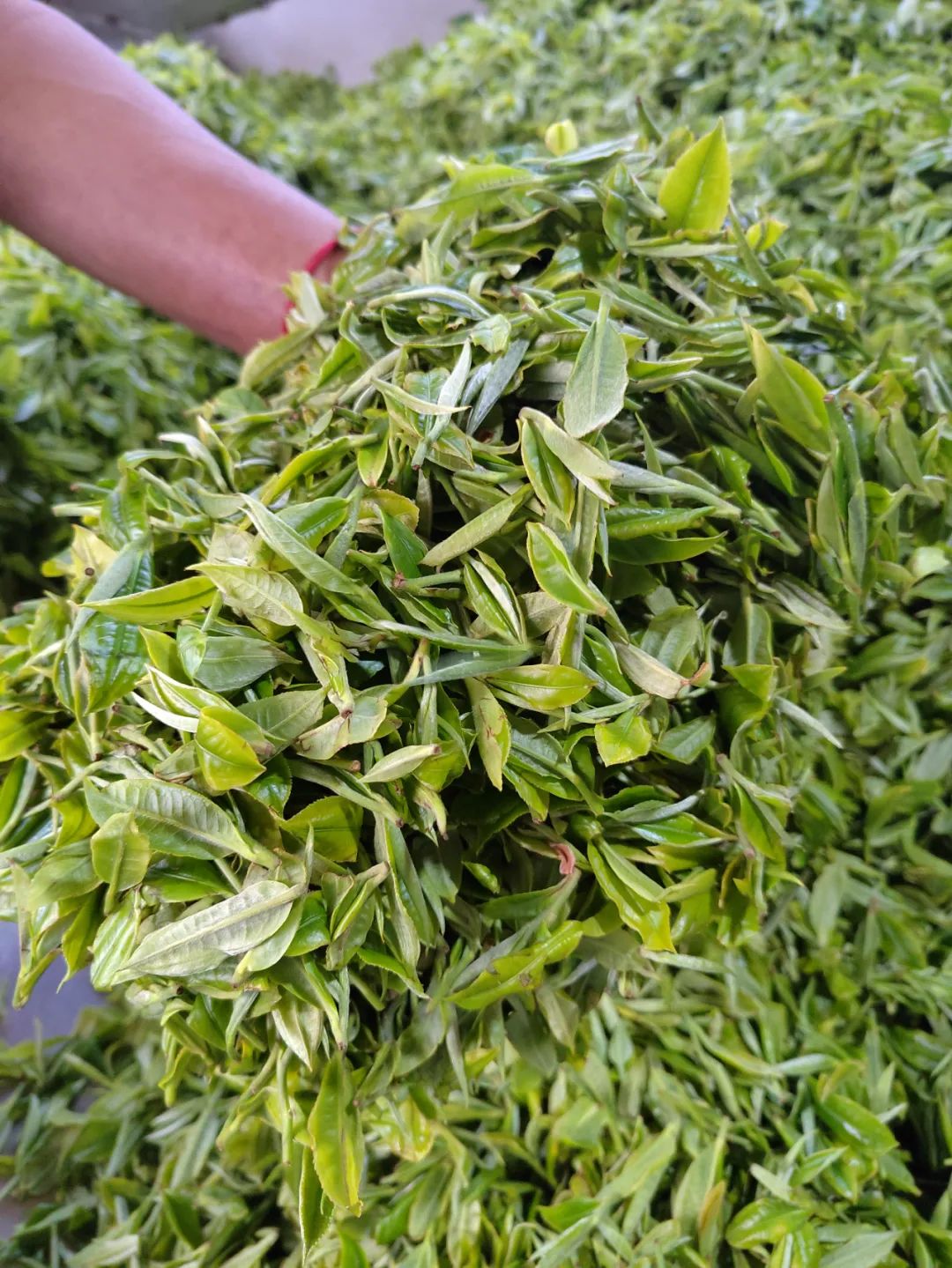 云南3个品牌入选!中国农业品牌目录2022农产品品牌发布→|云南省_新浪