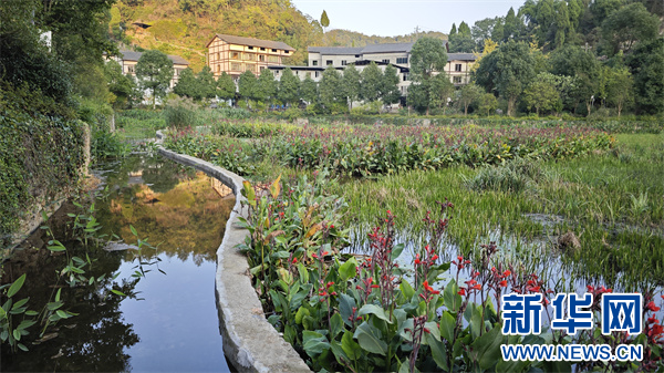 播雅湿地公园内的植物净化设施.新华网 周远钢 摄