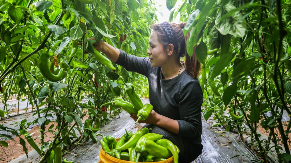图为赤峰市宁城县种植户在大棚内采摘尖椒.(新华社发 王中文 摄)