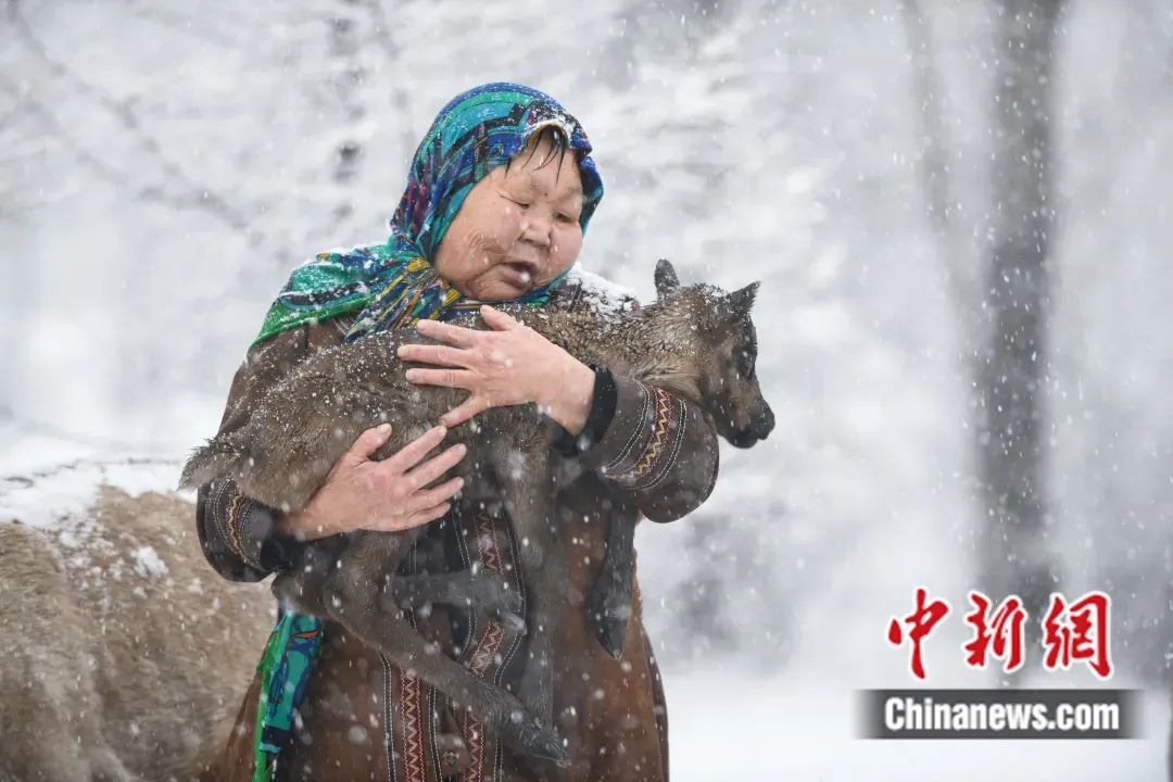 2023年5月1日,内蒙古大兴安岭,柳霞在雪中怀抱一头刚出生不久的驯鹿幼