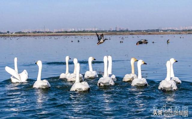 庐江黄陂湖湿地公园图片