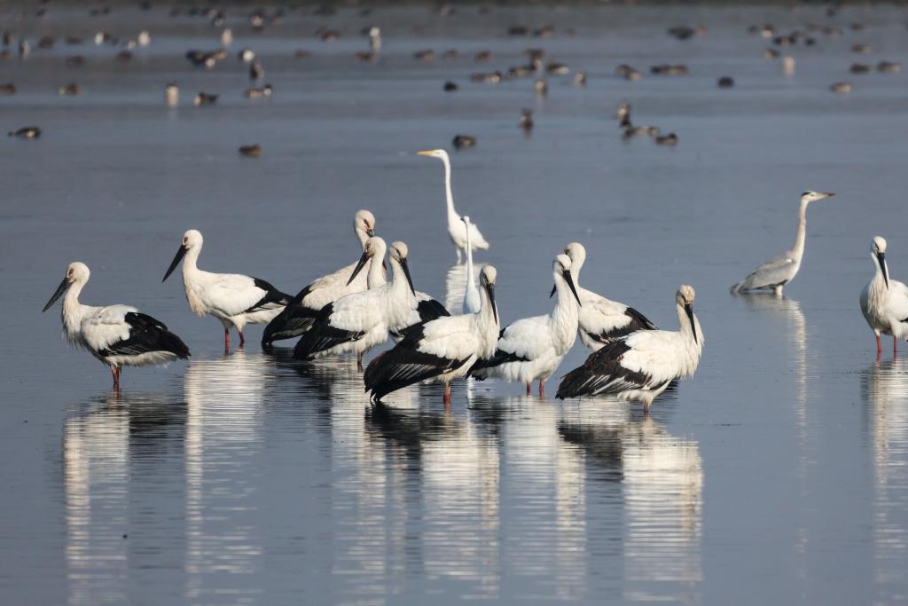 上海崇明东滩鸟类国家级自然保护区内的东方白鹳.(臧洪熙 摄)
