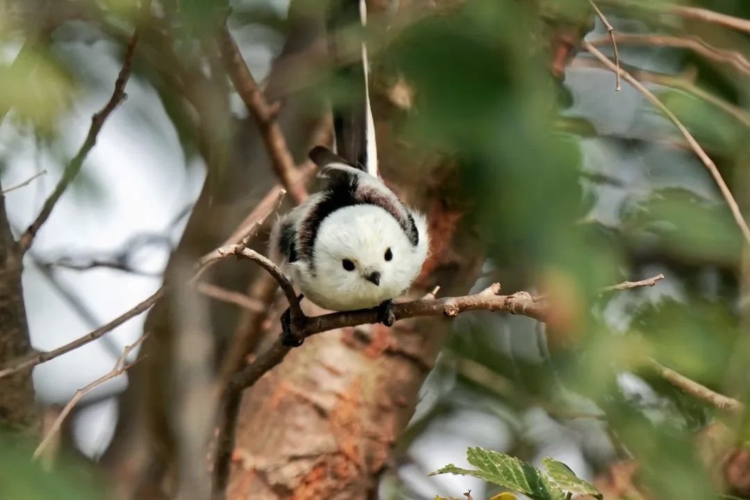 "小肥啾"在海淀这里|小肥_新浪财经_新浪网