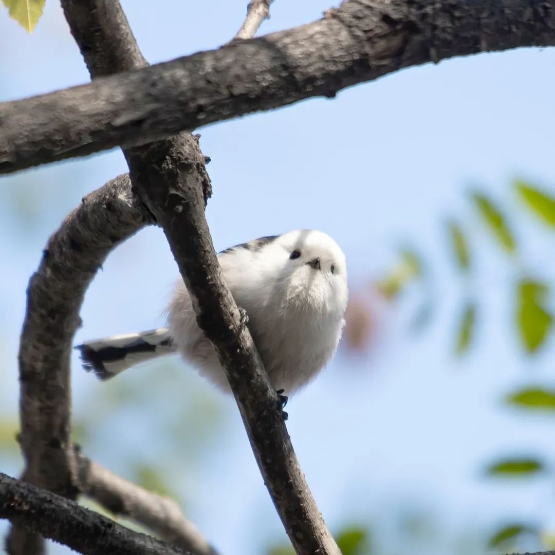 "小肥啾"在海淀这里|小肥_新浪财经_新浪网