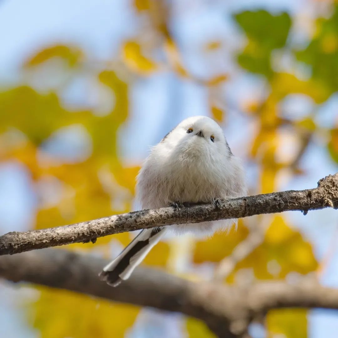 "小肥啾"在海淀这里|小肥_新浪财经_新浪网