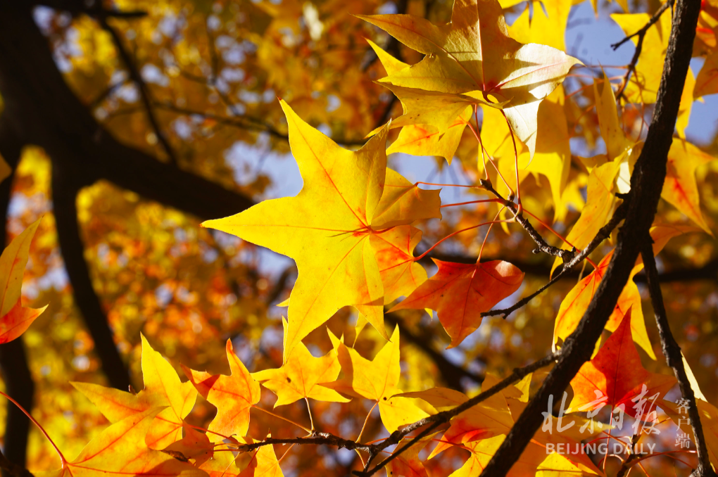 五角枫的叶子黄里透红.
