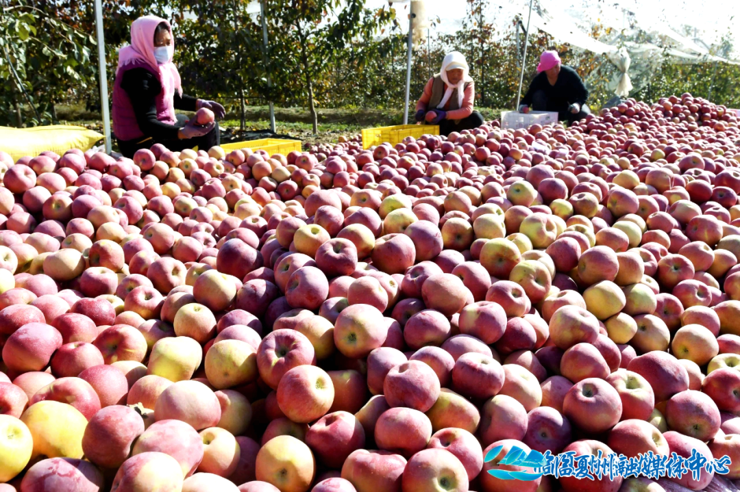 &nbsp; &nbsp; &nbsp; &nbsp;▲ 果农在永靖县岘塬镇苹果基地分拣包装