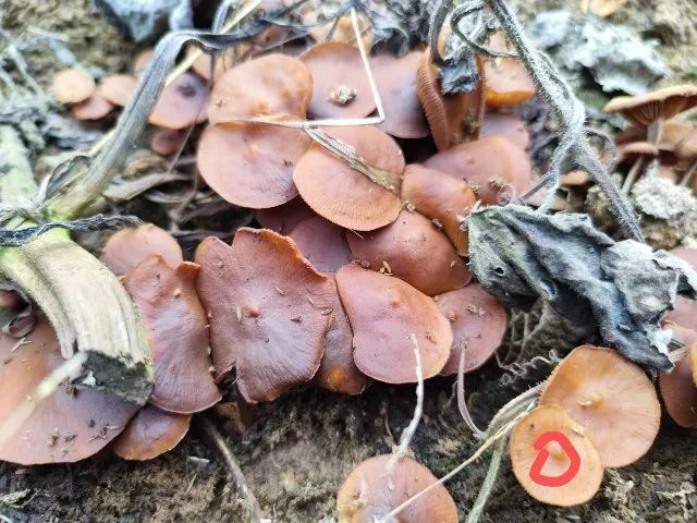 急性肝衰竭!两兄弟误吃这种菌!专家提醒→|疾病_新浪财经_新浪网