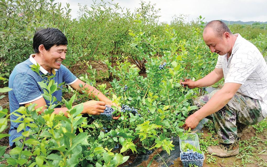 吉林省靖宇县珠子河村,村民正在采摘蓝莓