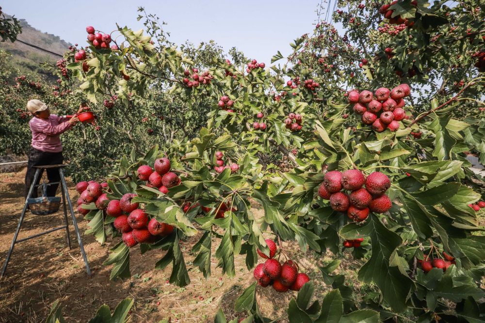 10月30日,河北省遵化市地北头镇鲁家峪村农民在果园采摘山楂.