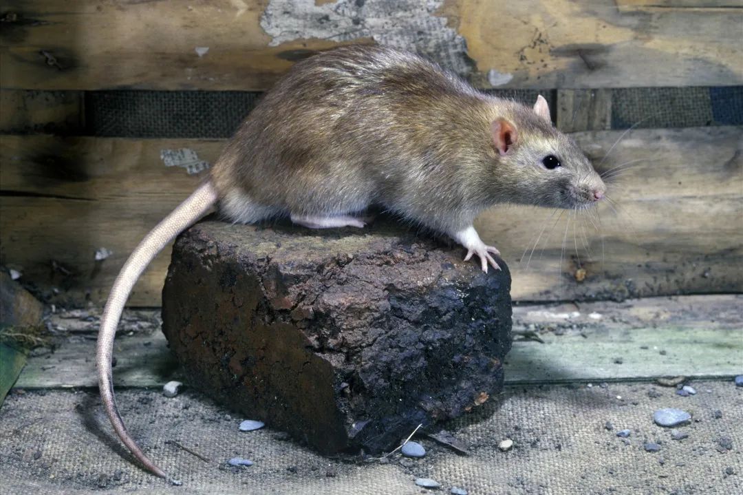 褐家鼠及其头骨.图源:唐志远