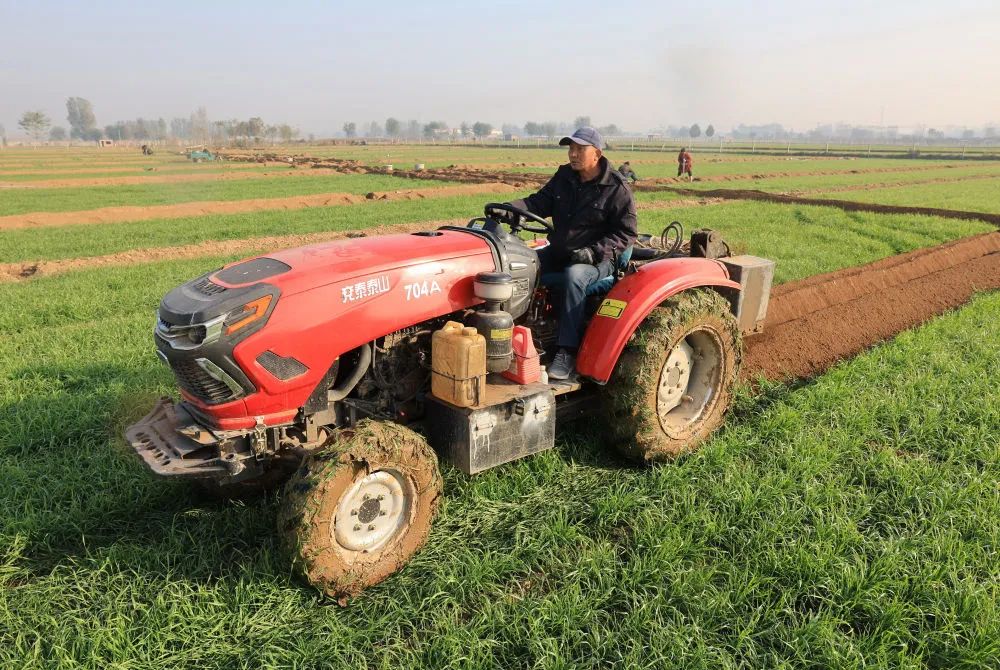 11月20日,农机手驾驶农机在河北省晋州市周家庄乡第七生产队的田间