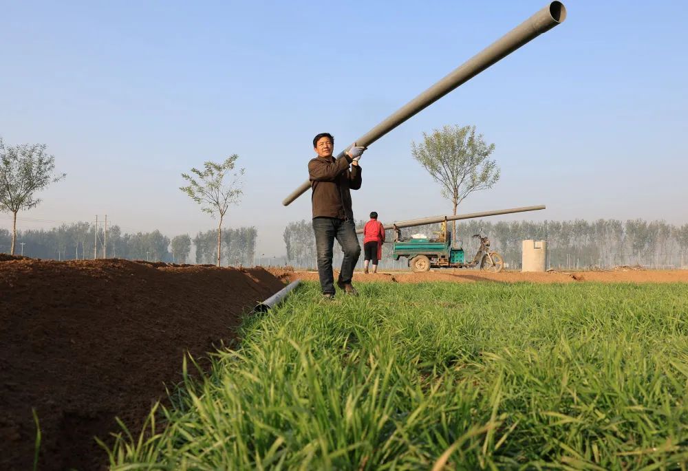 11月20日,工人在河北省晋州市周家庄乡第七生产队的麦田里搬运准备