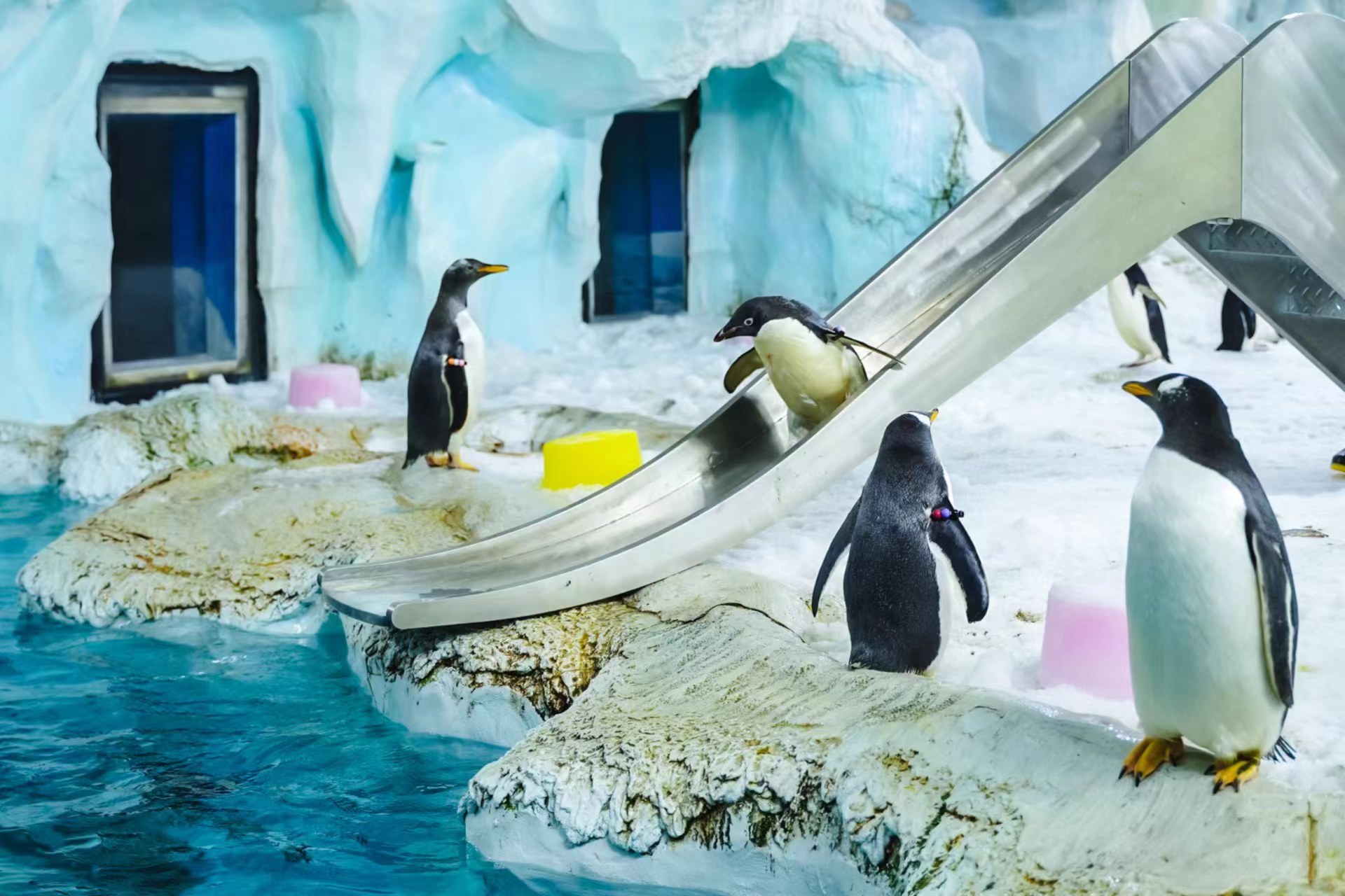 企鹅宝宝们玩滑梯.