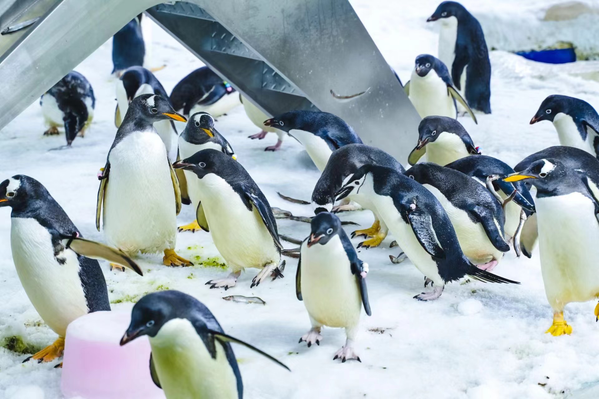 13只帝企鹅宝宝入学!2023级企鹅幼"鹅"园开园迎新