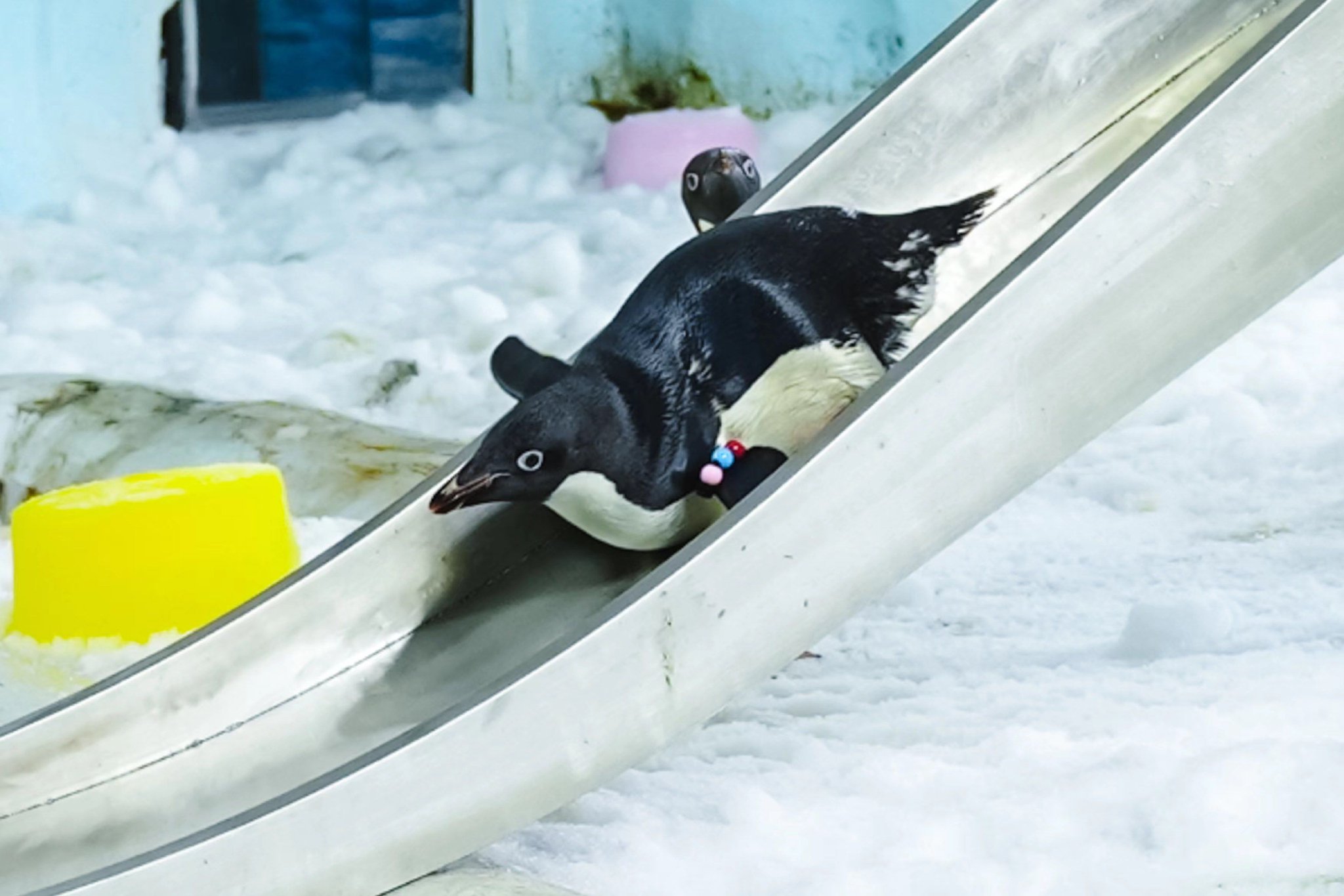 13只帝企鹅宝宝入学!2023级企鹅幼"鹅"园开园迎新