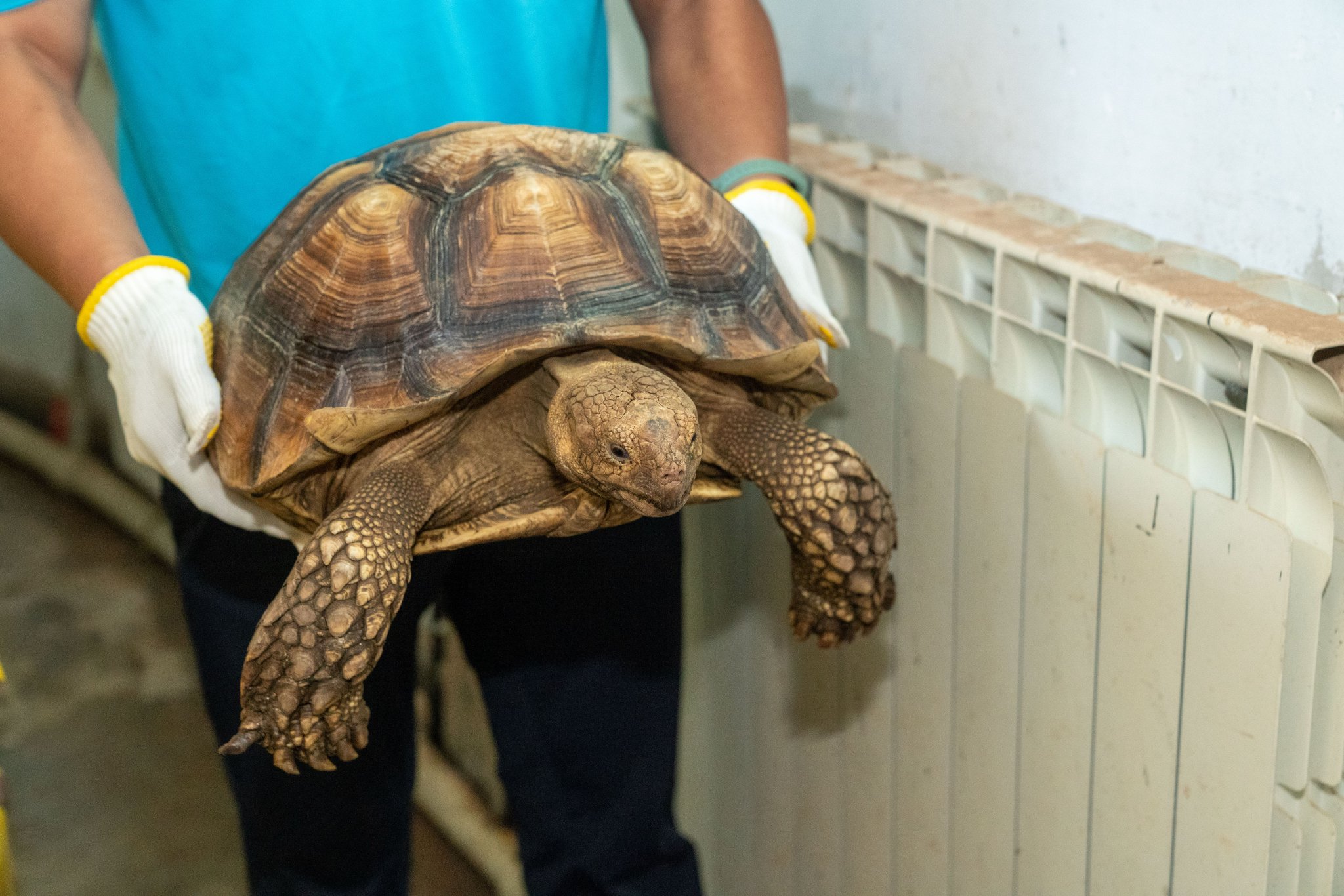 查获的苏卡达陆龟.本文图片均为 上海市绿化市容局 图