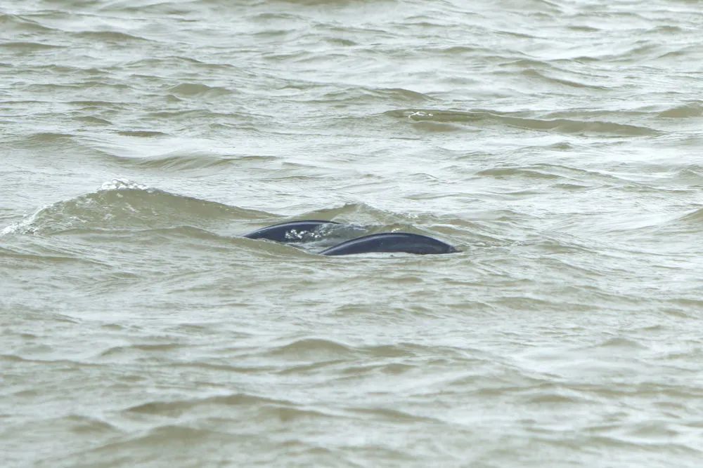 为2023年11月10日在镇江长江豚类省级自然保护区附近拍摄到的长江江豚