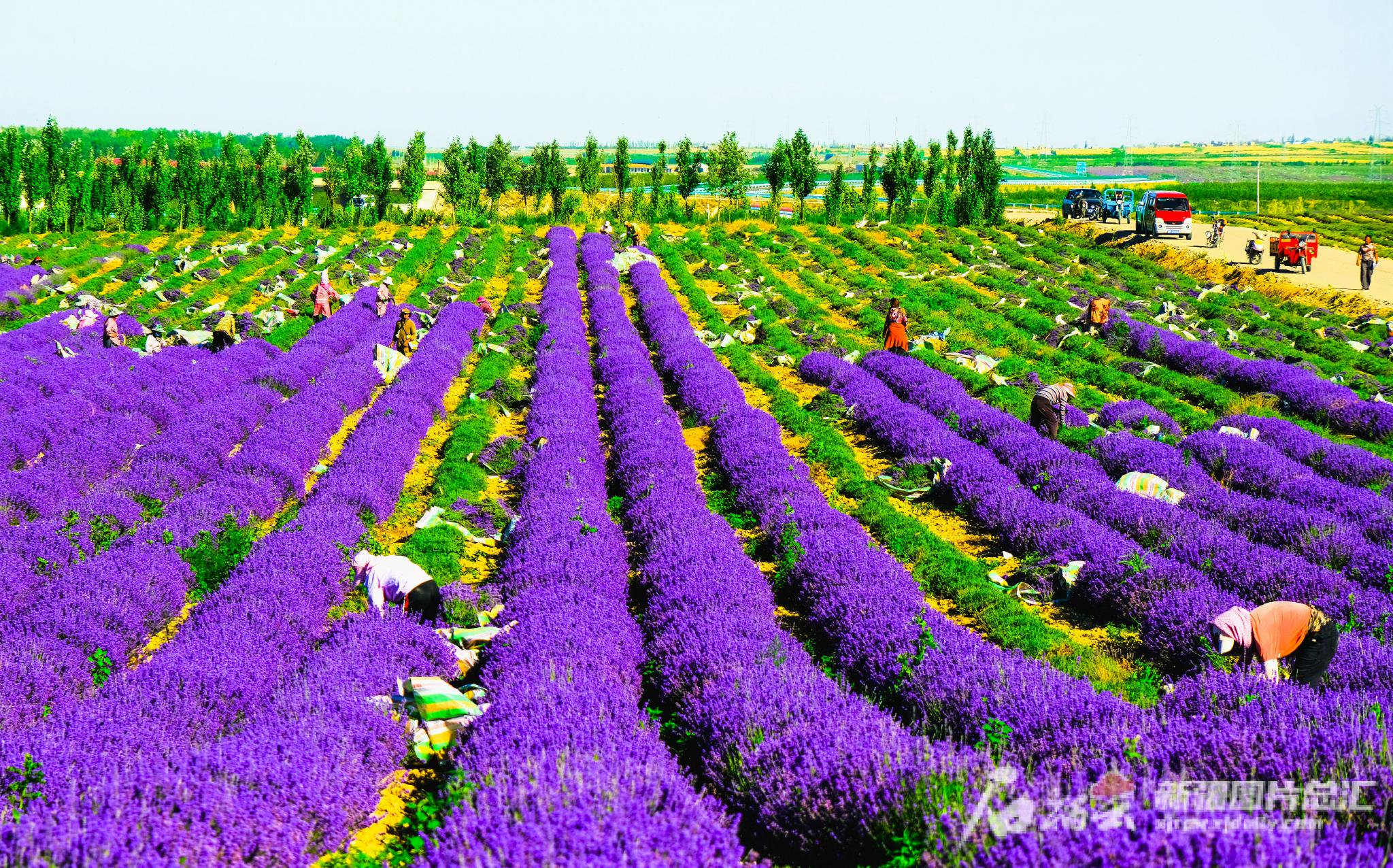 走进民营企业看发展丨伊犁冠通:做绿色农业融合发展样板|伊犁哈萨克自