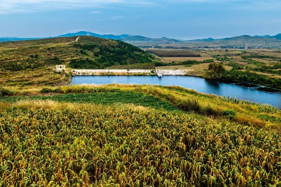 杏山农业种植区