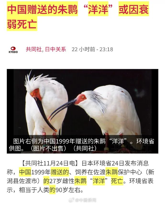 中国赠日本朱鹮洋洋死亡|朱鹮_新浪财经_新浪网