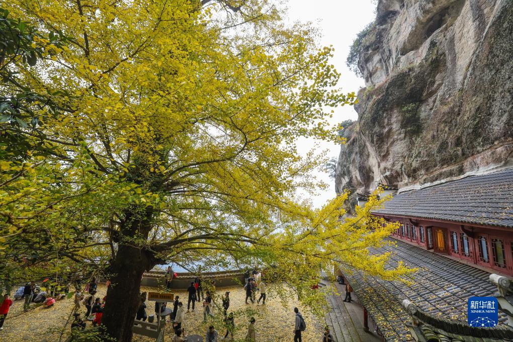 古银杏披上"黄金甲" 初冬美景助力乡村旅游|乡村旅游|银杏树|大慈岩