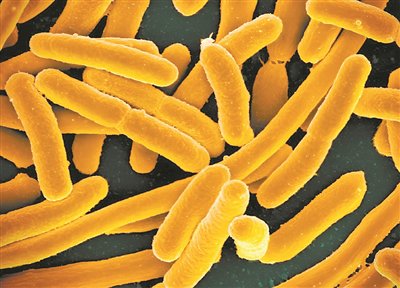 大肠杆菌的显微镜图像.图片来源:美国国立卫生研究院