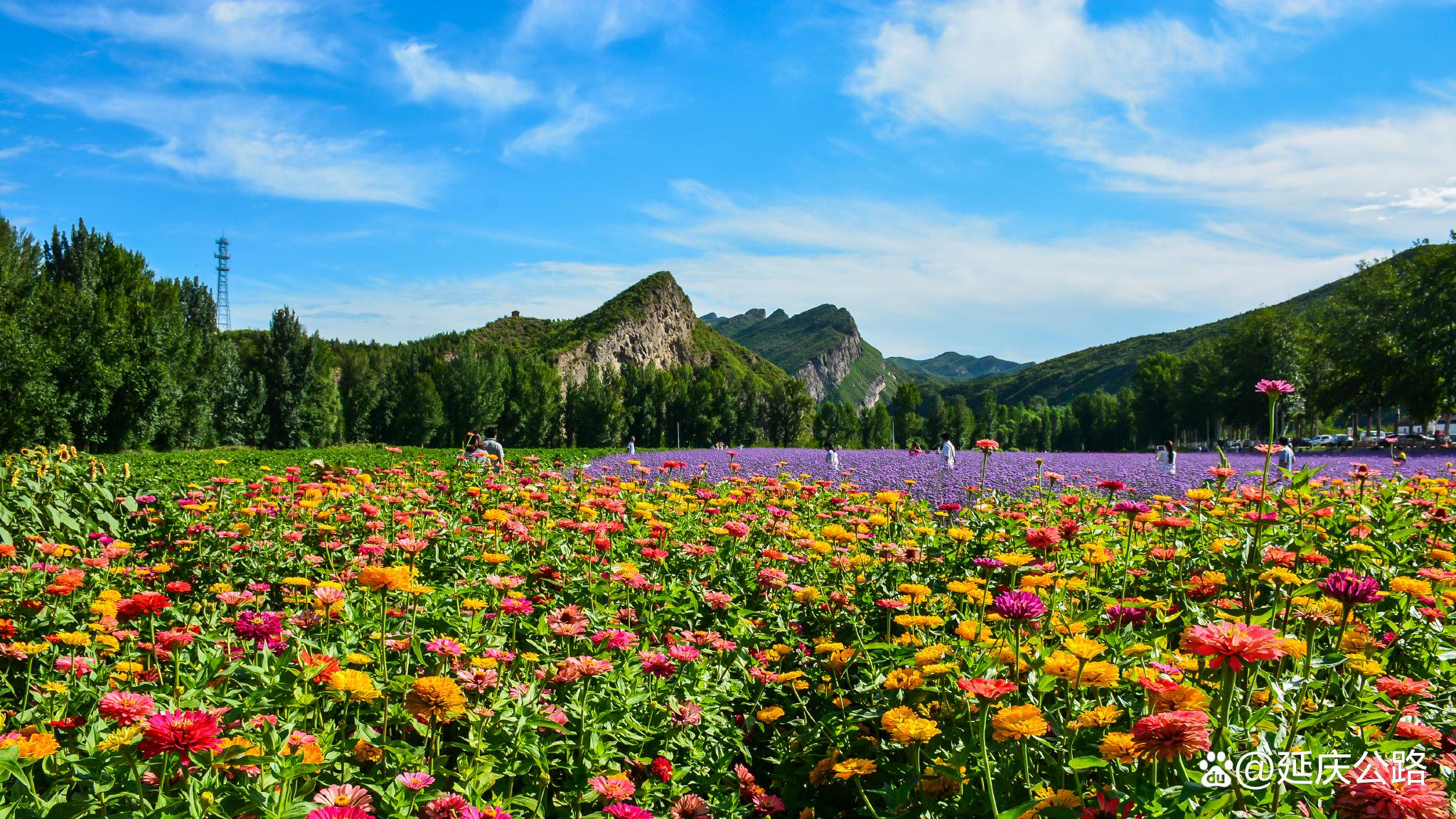 小路周边自然环境优美,植被茂盛,种类多样,植被覆盖率达到98%,滴水壶