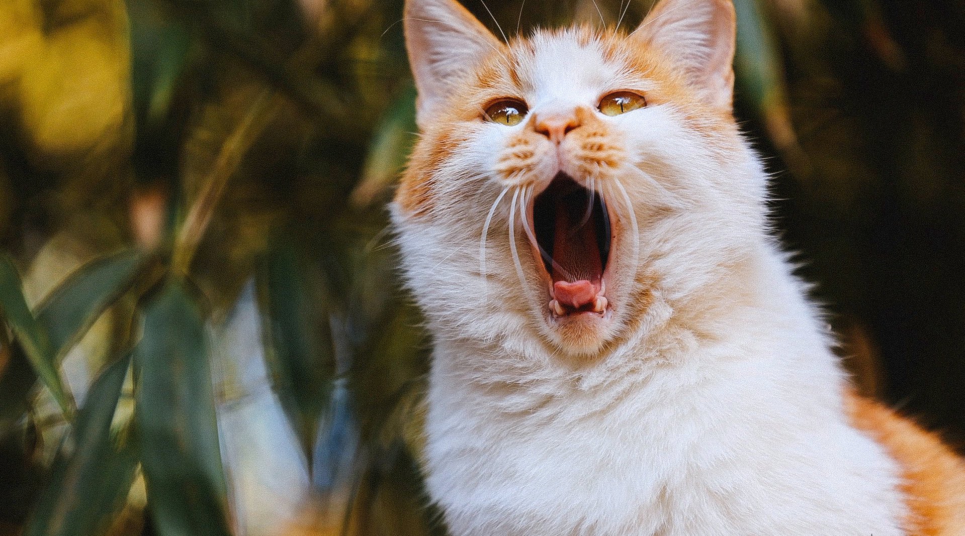 初冬里的高颜值猫咪天团,最后那位你到底是有多困?|猫|橘猫_新浪新闻