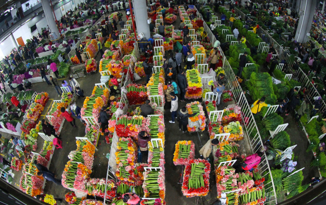 昆明斗南花卉交易市场 黄喆春 摄