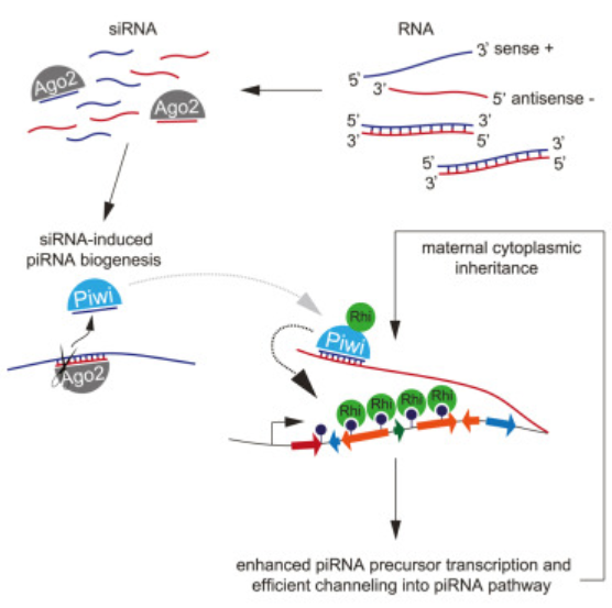 加州理工中国博士构建外源piRNA簇，揭示piRNA生成的重要机制_新浪科技_新浪网