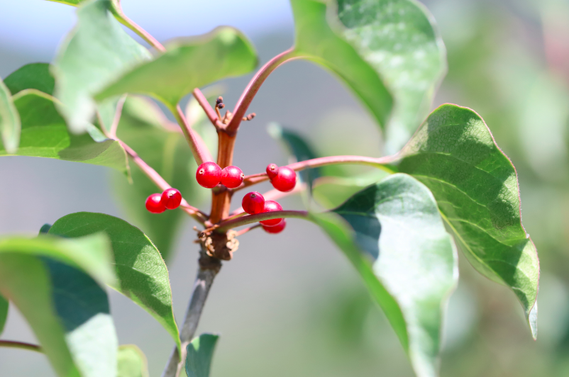 极危植物丁香叶忍冬