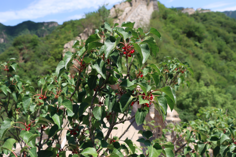 极危植物丁香叶忍冬