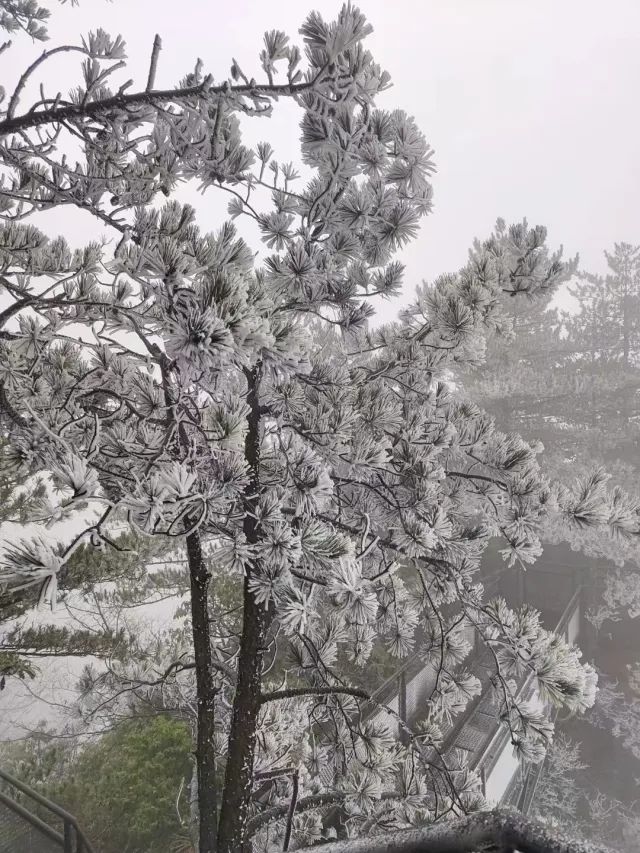 去年大明山景区下雪