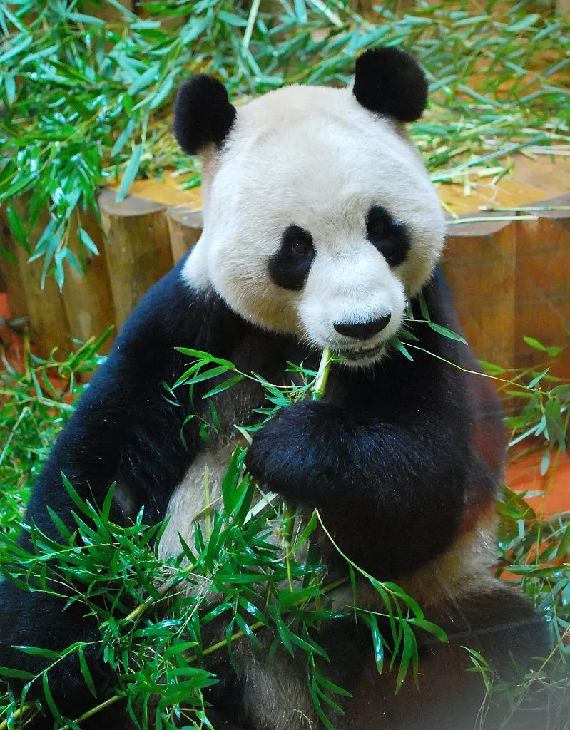 大熊猫的外貌图片