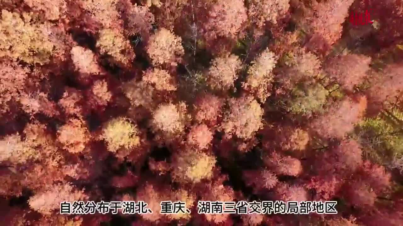 果然视频|济南市中心最大的水杉林变红,阳光穿越林丛,美丽动人|济南市|泉城公园_新浪新闻