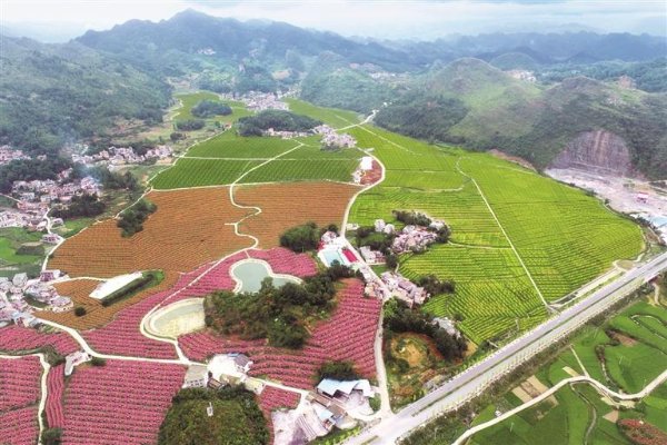 关岭自治县花江镇永睦中药材基地.