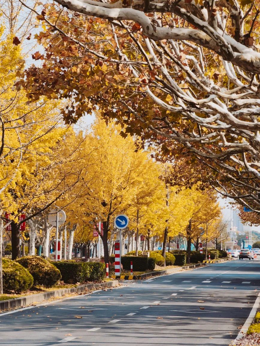 小布摄影团|抬头看秋色低头赏落叶~上海的深秋藏在这本相册里