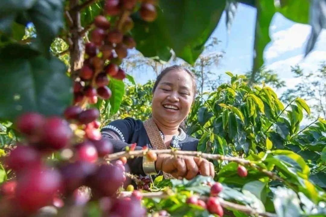 ▲普洱孟连咖农正在采摘咖啡。（人民网记者 虎遵会 摄）