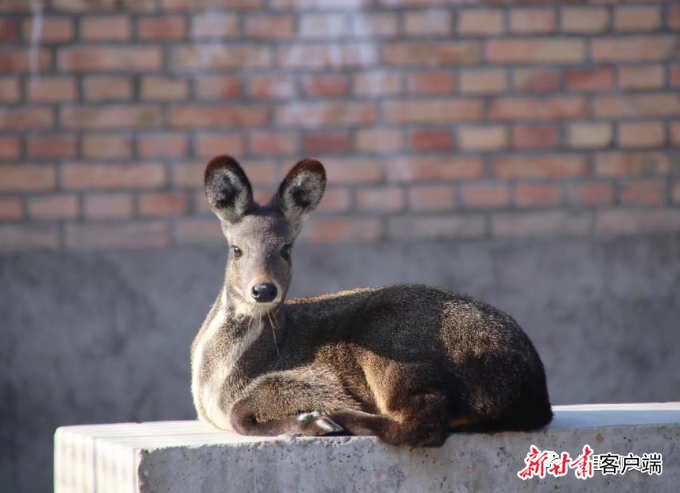 今年,黄峪镇引入了林麝繁育和林麝研究项目,进一步优化全区的农业产业