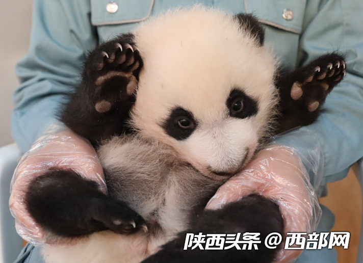 2023年繁育4胎7仔!