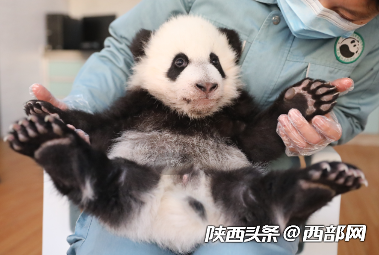 2023年繁育4胎7仔!