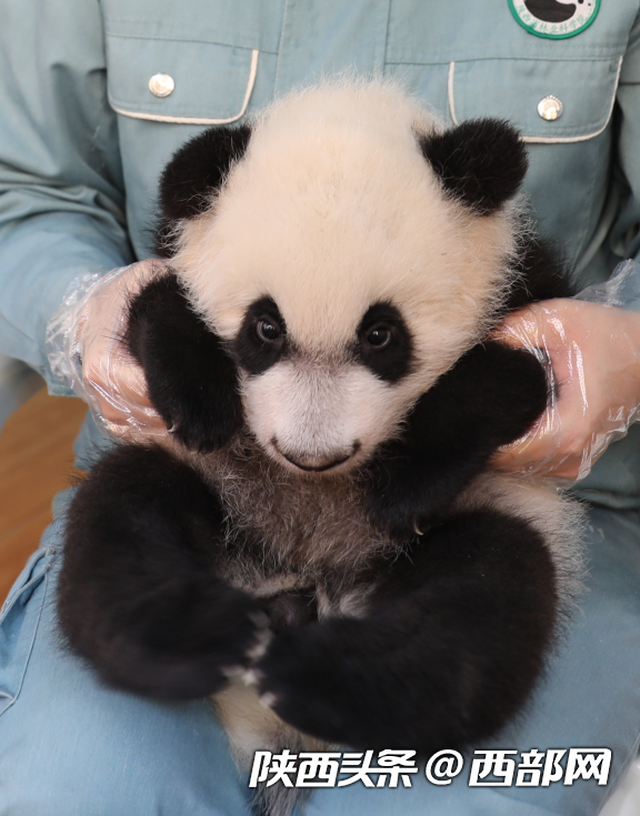 2023年繁育4胎7仔!